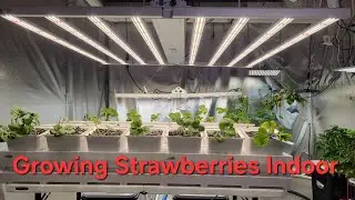 Growing Strawberries Indoor Setup - How To Grow Year Round. Part 1