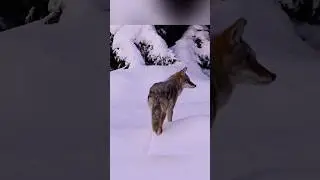 Coyote Saw a Moose
