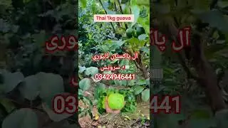 green nursery Farm Pattoki All Pakistan delivery service 🚚 WhatsApp number 03424946441 #greenpakista