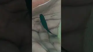 Black molly fish giving birth #aquariumfishfish #mollyfish #blackmolly