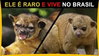 JUPAR&Aacute; - Esse animal raro &eacute; encontrado No BRASIL
