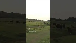 gaur hunt attempt by shambhu in tadoba