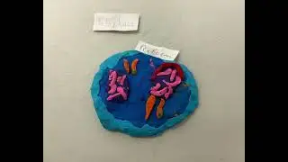 Cell cycle stop motion animation!