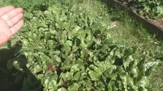Огород и парник 6 августа 2017 года.