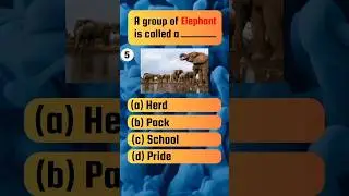 A Group Of Elephant | #animalquiz #quiz