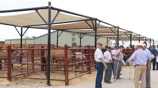 Feria de Ganado de septiembre de Cártama 2024