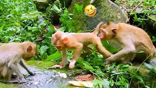 Wild life ,Wild Life animals monkey ,Forest life , monkey life ,wild life animal
