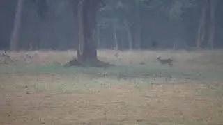 SIMILIPAL NATIONAL PARK-CHAHALA AREA