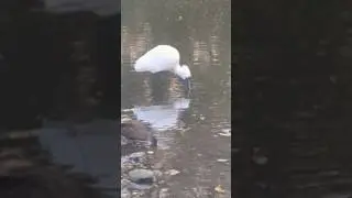 Royal Spoonbill is a large white water bird in Australia. #birdlifeaustralia#youtubeshorts