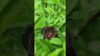 Red-whiskered Bulbul Bird #nature #mother #protection #love #care#reproduction#bulbul #birds #rain