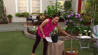 Cottage Farms 1-piece Lavender Chiffon Rose of Sharon Tree on QVC