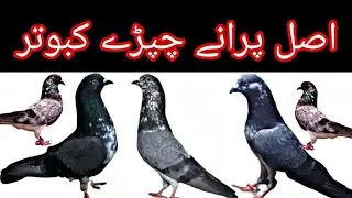 50 year Old Pigeons Breed || Chapdry Kabootar | Desi kabutar || PigeonsRoy