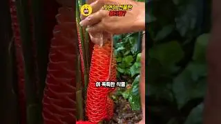 자연이 선물한 뷰티템? #뷰티 #샴푸 #생강 #Zingiber zerumbet #shampoo #shorts