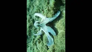 I love y octopus!! 🥰