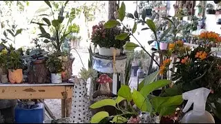 Replantio de suculentas na garrafa pl&aacute;stica  topiaria