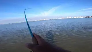 Good Morning Snook