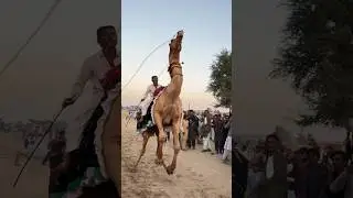 عندما يرقص الجمل أمام الناس في الصحراء، يكون الناس سعداء للغاية ويصفقون بأيديهم
