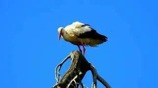 BIRD STORK WADINGBIRD | FREE STOCK FOOTAGE | NO COPYRIGHT