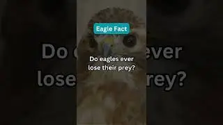 Eagle Fact #eagle_facts, #bald_eagle, #golden_eagle, #eagles, #bird_of_prey, #factnester