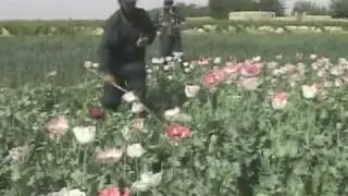 Report Highlights Global Aspect, Threat of Drug Trade
