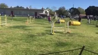 Australian Shepherd Kai- AKC Dog Agility- Jumpers 2017