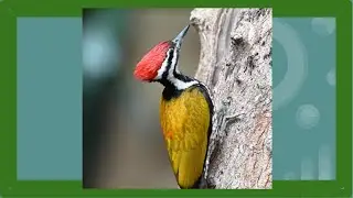 Common Flameback / Dinopium javanense
