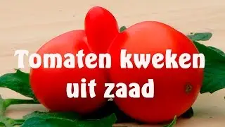 Tomaten kweken uit zaad