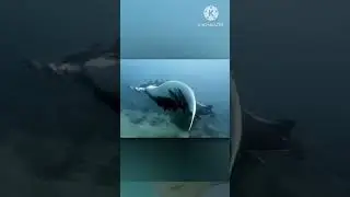 Do you know whate is remora fish #fish #shorts #video #trending #viral