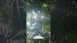 Sunrays #sun #sunrays #nature #reels #naturelovers #winter #forest #wild #naturephotography #video