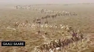 Qolis Channel/ Gaali Saare/ Tune for the Dromedary