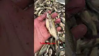 Desi Tengra Fish In Indian Market #fishcuttingskills #rrrm #shortvideo