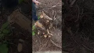 Stump Pull