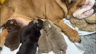Milktime #englishbulldog #furbabies #adorably #bulldog #puppy #dogbreed #cuteanimals #pets #babylove