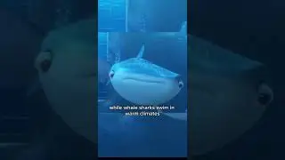 A Mistake in Finding Dory - Dory Meets Destiny and Bailey Scene