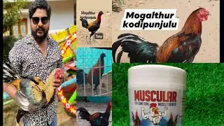 #Mogalturu Peru punjulu#peru punju lu#MogalturuBreeder's#Tony#bhimavaram #Muscular power medican