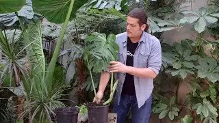 Curiosidades sobre la planta Costilla de Adán - Bricomanía - Jardinatis