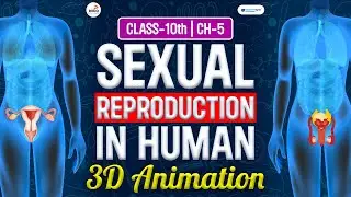 Sexual Reproduction in Human 3D Animation | Class 10 Sexual Reproduction in Human