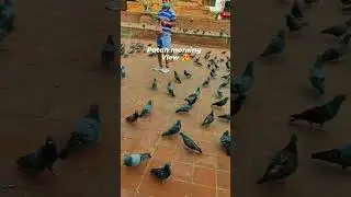 patan morning views 😍😍#patan #temple #temples #bird #birds #birdlovers #piegeon #piegons