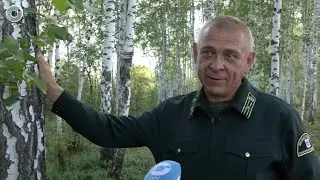 Сбор дикоросов в Новосибирской области набирает обороты