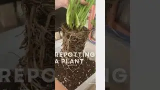 Repotting Tips