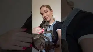 💙 #charcikwloski #nachostheiggy #puppy #italiangreyhound #taylorswift #thefateofophelia