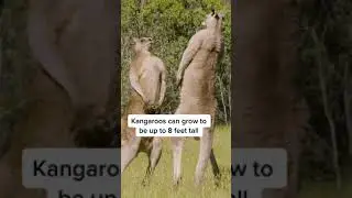 Male kangaroos often fight or box to establish dominance 🦘 #kangaroo #boxing #shorts