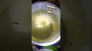 New born to Adult #fishkeepinghobby #guppy #subscribe #fyp #trending #youtubeshorts #viral #shorts