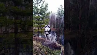 Husky Jack