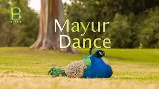 Mayur Dance | Audio-Visual | Instrumental