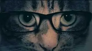 Orange is the new Black Cat version parody!!!
