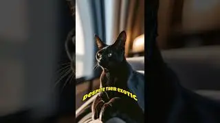 Abyssinian Cats &ndash; Breed Description, Unique Traits, and Care Instructions #shorts