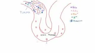 Filtration in the Glomerulus