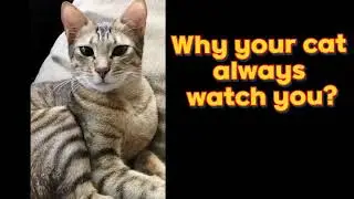 Why your cat stare at you!? what is the meaning, spiritually? #cat  #catlover  #cats #catvideos