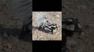 Skunk